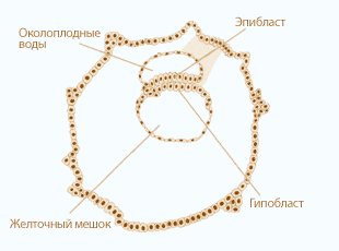 4 неделя беременности